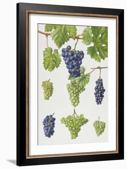 Grapes-Elizabeth Rice-Framed Giclee Print