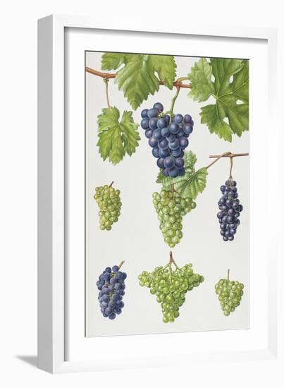 Grapes-Elizabeth Rice-Framed Giclee Print