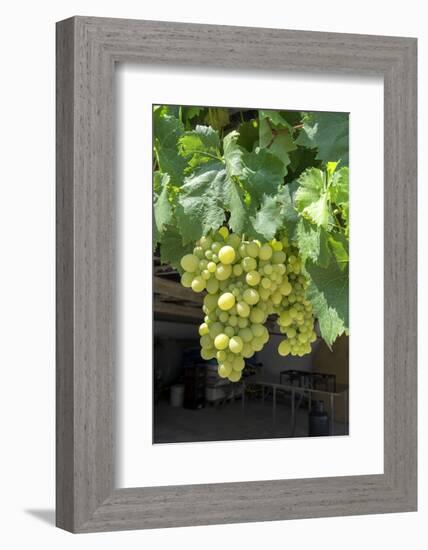 Grapevine, Locorotundo, Italy, Europe-Lisa S. Engelbrecht-Framed Photographic Print