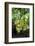 Grapevine, Locorotundo, Italy, Europe-Lisa S. Engelbrecht-Framed Photographic Print