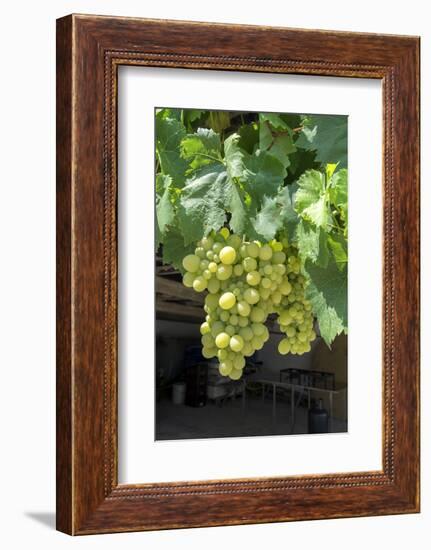 Grapevine, Locorotundo, Italy, Europe-Lisa S. Engelbrecht-Framed Photographic Print