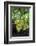 Grapevine, Locorotundo, Italy, Europe-Lisa S. Engelbrecht-Framed Photographic Print