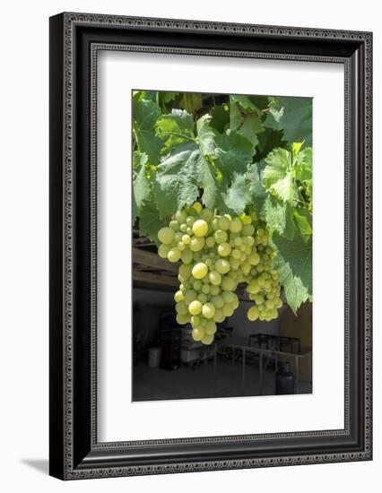 Grapevine, Locorotundo, Italy, Europe-Lisa S. Engelbrecht-Framed Photographic Print