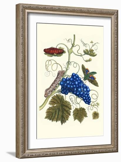 Grapevine with Gaudy Spinx Moth-Maria Sibylla Merian-Framed Art Print