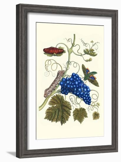 Grapevine with Gaudy Spinx Moth-Maria Sibylla Merian-Framed Art Print