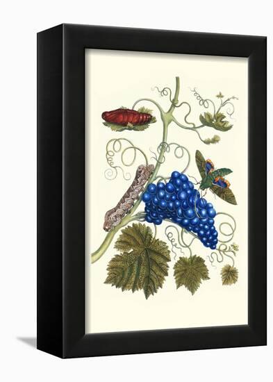 Grapevine with Gaudy Spinx Moth-Maria Sibylla Merian-Framed Art Print