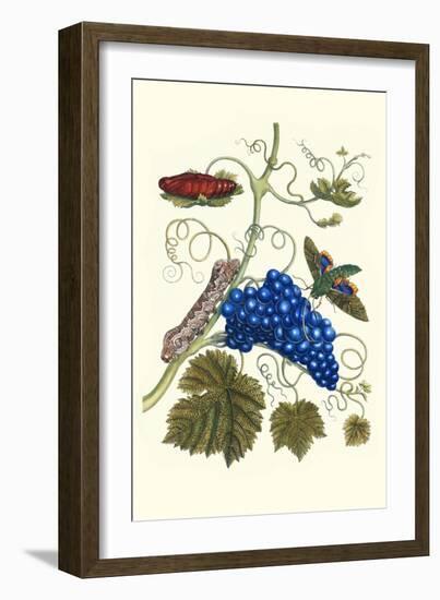 Grapevine with Gaudy Spinx Moth-Maria Sibylla Merian-Framed Art Print