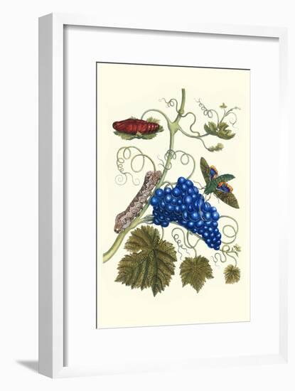 Grapevine with Gaudy Spinx Moth-Maria Sibylla Merian-Framed Art Print