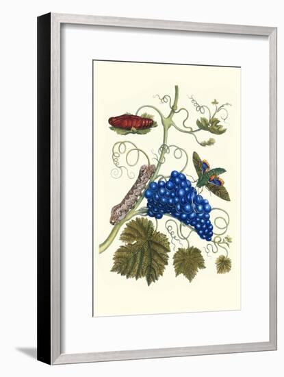 Grapevine with Gaudy Spinx Moth-Maria Sibylla Merian-Framed Art Print