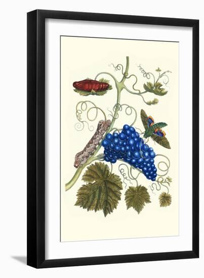 Grapevine with Gaudy Spinx Moth-Maria Sibylla Merian-Framed Art Print
