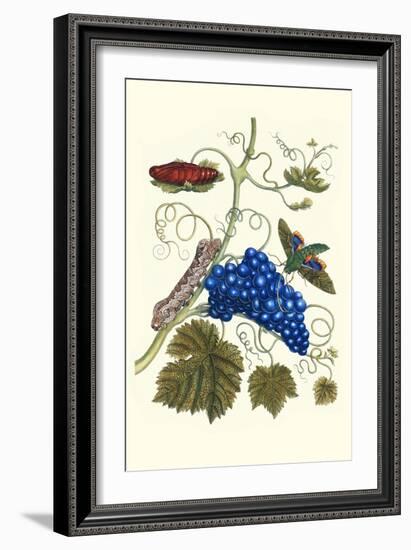 Grapevine with Gaudy Spinx Moth-Maria Sibylla Merian-Framed Art Print