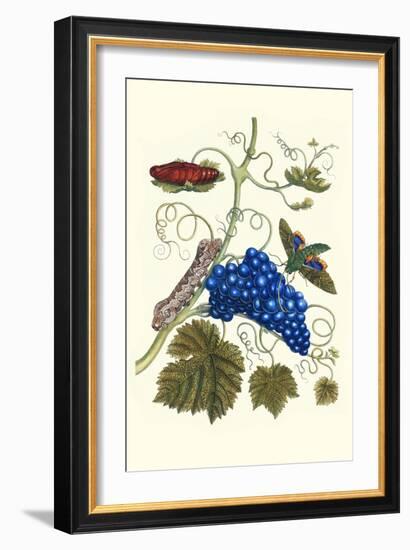 Grapevine with Gaudy Spinx Moth-Maria Sibylla Merian-Framed Art Print