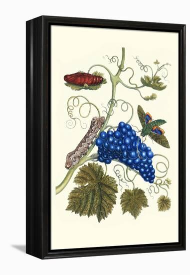 Grapevine with Gaudy Spinx Moth-Maria Sibylla Merian-Framed Stretched Canvas