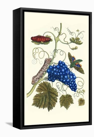 Grapevine with Gaudy Spinx Moth-Maria Sibylla Merian-Framed Stretched Canvas