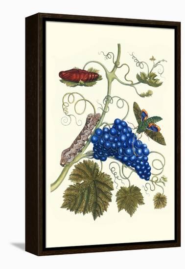 Grapevine with Gaudy Spinx Moth-Maria Sibylla Merian-Framed Stretched Canvas