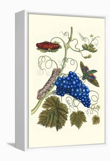 Grapevine with Gaudy Spinx Moth-Maria Sibylla Merian-Framed Stretched Canvas