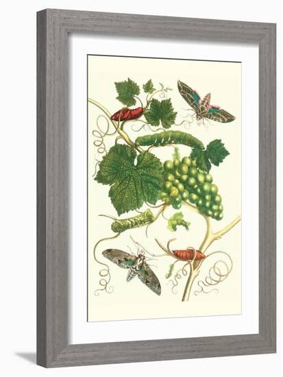 Grapevine with Vine Sphinx-Maria Sibylla Merian-Framed Art Print