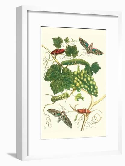 Grapevine with Vine Sphinx-Maria Sibylla Merian-Framed Art Print