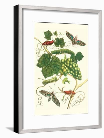 Grapevine with Vine Sphinx-Maria Sibylla Merian-Framed Art Print