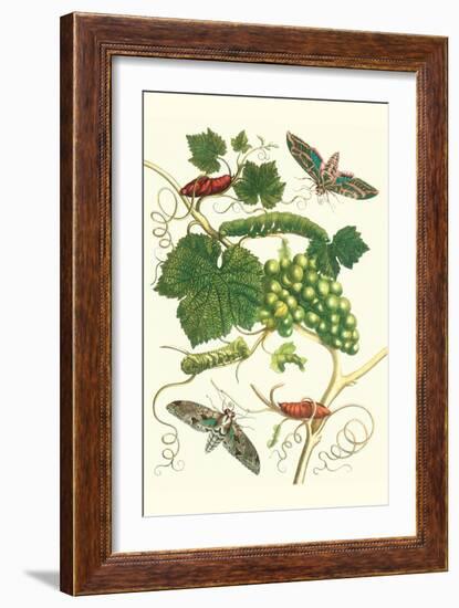 Grapevine with Vine Sphinx-Maria Sibylla Merian-Framed Art Print