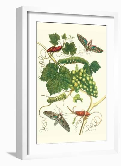 Grapevine with Vine Sphinx-Maria Sibylla Merian-Framed Art Print