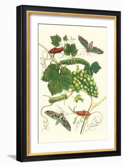 Grapevine with Vine Sphinx-Maria Sibylla Merian-Framed Art Print