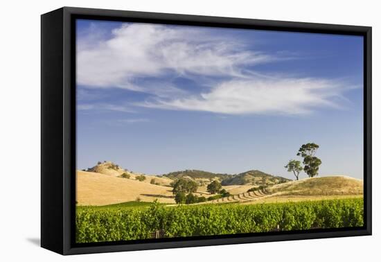 Grapevines and Rolling Hills in the Barossa Valley-Jon Hicks-Framed Premier Image Canvas