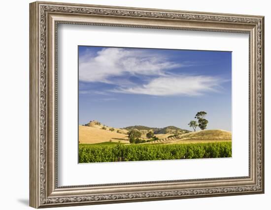 Grapevines and Rolling Hills in the Barossa Valley-Jon Hicks-Framed Photographic Print