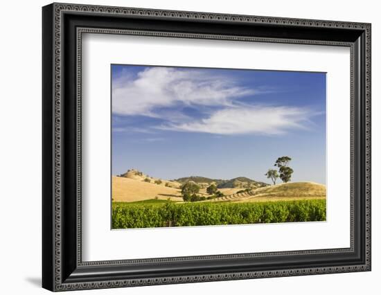 Grapevines and Rolling Hills in the Barossa Valley-Jon Hicks-Framed Photographic Print
