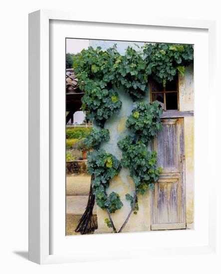 Grapevines Growing on House-Owen Franken-Framed Photographic Print