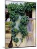 Grapevines Growing on House-Owen Franken-Mounted Photographic Print