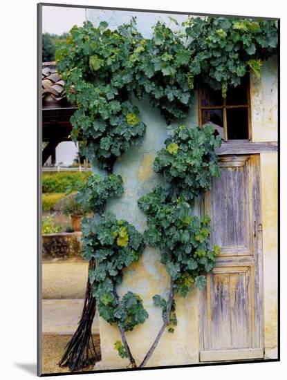 Grapevines Growing on House-Owen Franken-Mounted Photographic Print