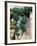 Grapevines Growing on House-Owen Franken-Framed Photographic Print