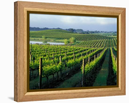 Grapevines in Rows, Napa Valley, California-Janis Miglavs-Framed Premier Image Canvas