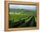 Grapevines in Rows, Napa Valley, California-Janis Miglavs-Framed Premier Image Canvas