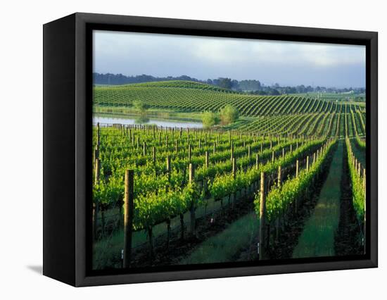 Grapevines in Rows, Napa Valley, California-Janis Miglavs-Framed Premier Image Canvas