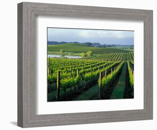 Grapevines in Rows, Napa Valley, California-Janis Miglavs-Framed Photographic Print