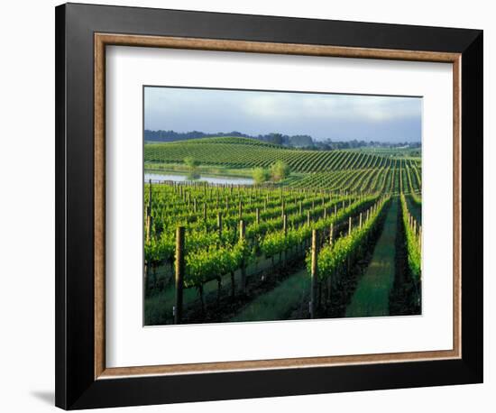 Grapevines in Rows, Napa Valley, California-Janis Miglavs-Framed Photographic Print