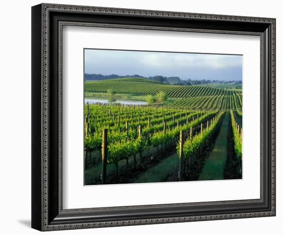 Grapevines in Rows, Napa Valley, California-Janis Miglavs-Framed Photographic Print