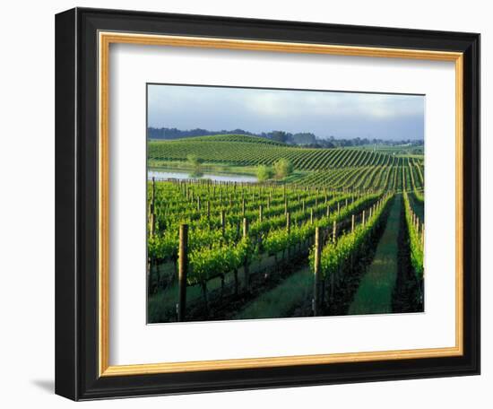 Grapevines in Rows, Napa Valley, California-Janis Miglavs-Framed Photographic Print