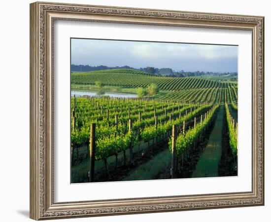 Grapevines in Rows, Napa Valley, California-Janis Miglavs-Framed Photographic Print