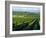 Grapevines in Rows, Napa Valley, California-Janis Miglavs-Framed Photographic Print