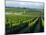 Grapevines in Rows, Napa Valley, California-Janis Miglavs-Mounted Photographic Print