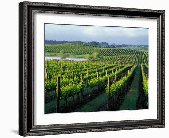 Grapevines in Rows, Napa Valley, California-Janis Miglavs-Framed Photographic Print
