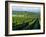 Grapevines in Rows, Napa Valley, California-Janis Miglavs-Framed Photographic Print