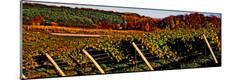 Premium Photographic Print