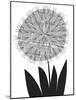 Graphic Allium-Sophie Ledesma-Mounted Giclee Print