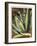 Graphic Aloe II-Vision Studio-Framed Art Print