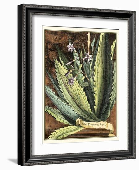 Graphic Aloe II-Vision Studio-Framed Art Print