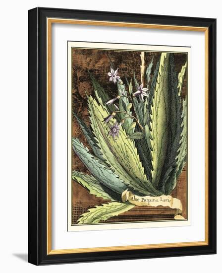 Graphic Aloe II-Vision Studio-Framed Art Print